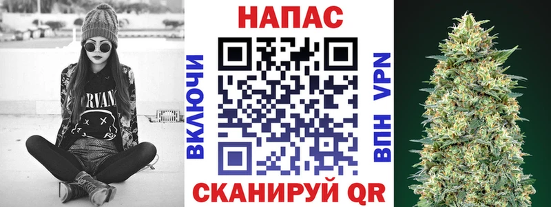 Конопля гибрид  Заволжье 